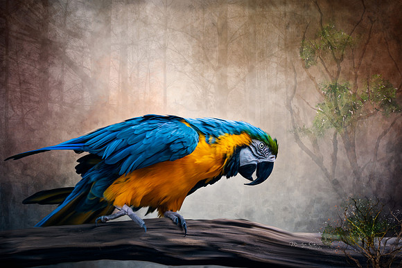 blue parrot