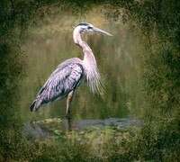 Nature/Wildlife