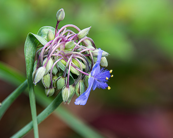 pretty with purple