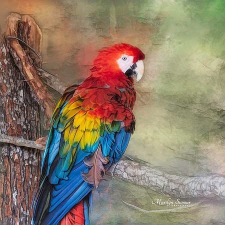 Parrot