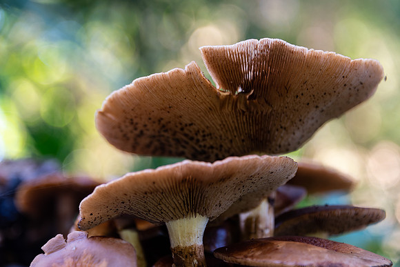 Mushrooms