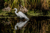 Egret