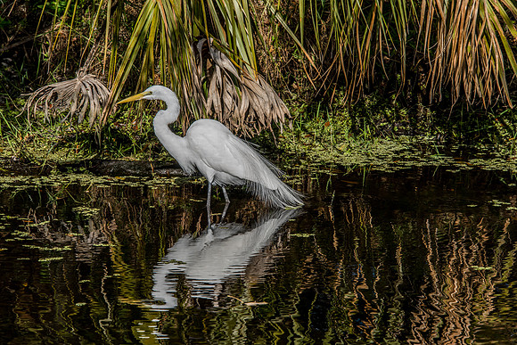 Egret