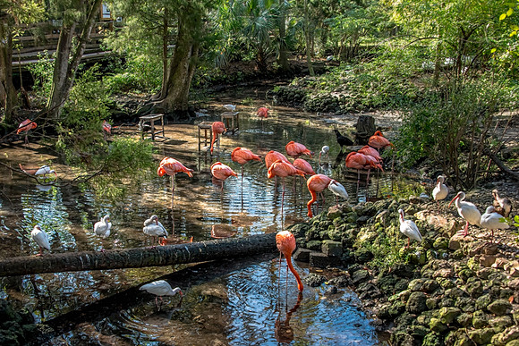 Flamingos