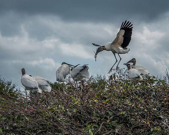 Wood Storks Nesting