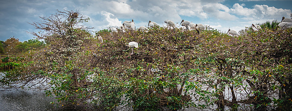 Wood Stork Roost