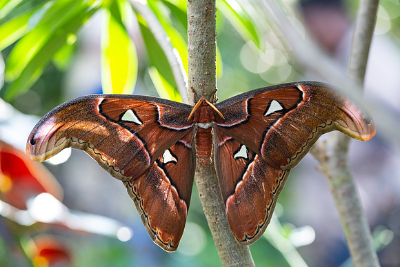 Atlas Moth
