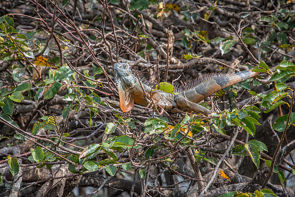 Iguana