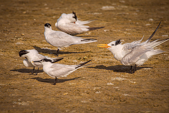 Royal Tern