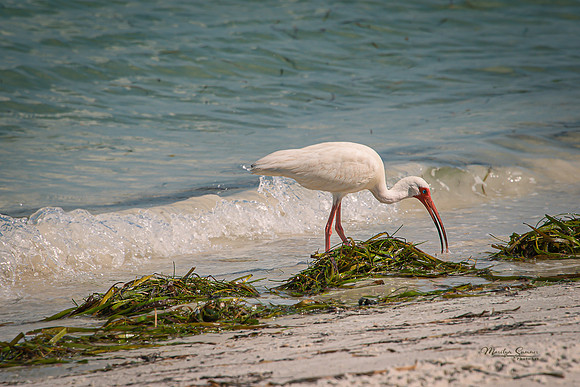 White Ibis