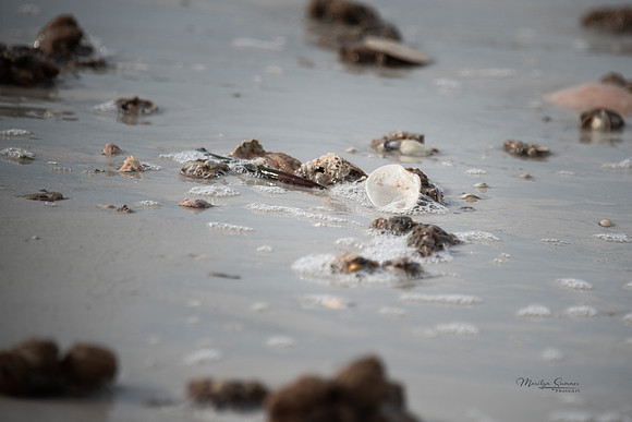 Shell Bubbles