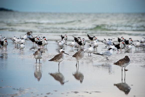 Shore Birds
