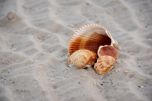 Orange Shells