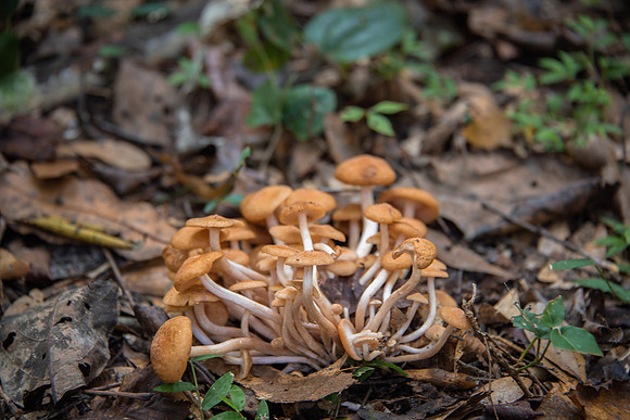 Wild Mushrooms