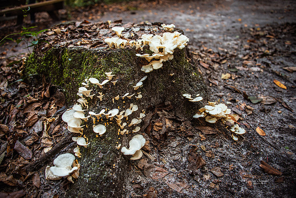 Mushroom Stump