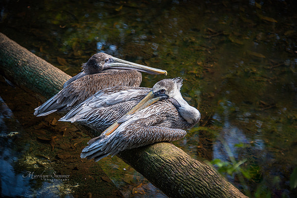 Pelicans