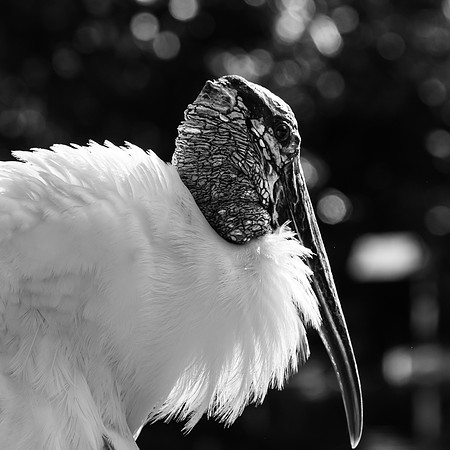 Wood Stork
