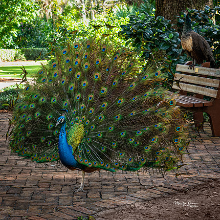 Peacock