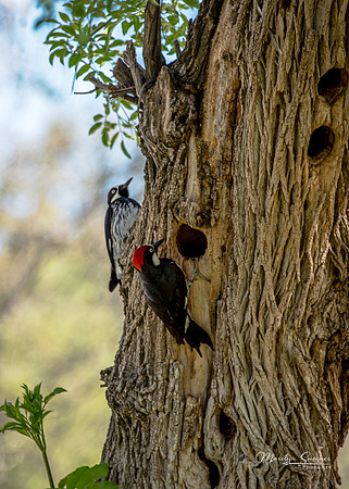 Woodpeckers