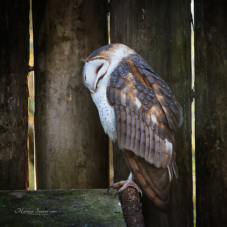Barn Owl