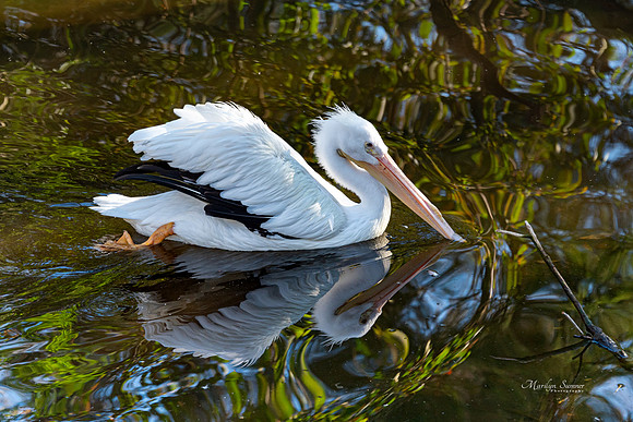 White Pelican