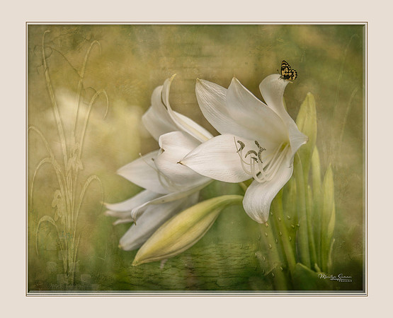 white lily